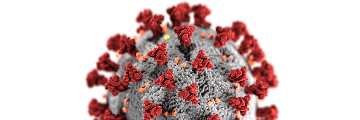 image of the coronavirus provided by the CDC
